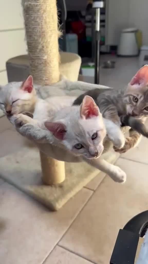 Bengala gatti in vendita: Cuccioli gatto del bengala pedegree TICA - Video 1