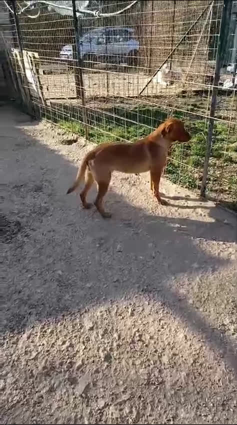 Meticcio cani in regalo: ADOTTA IL SIMPATICO CORFU' - Video 2