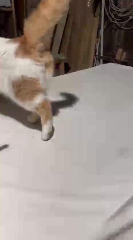 Meticcio gatti in regalo: ZEN E ICE MICIONI_ ADOZIONE DEL CUORE - Video 1