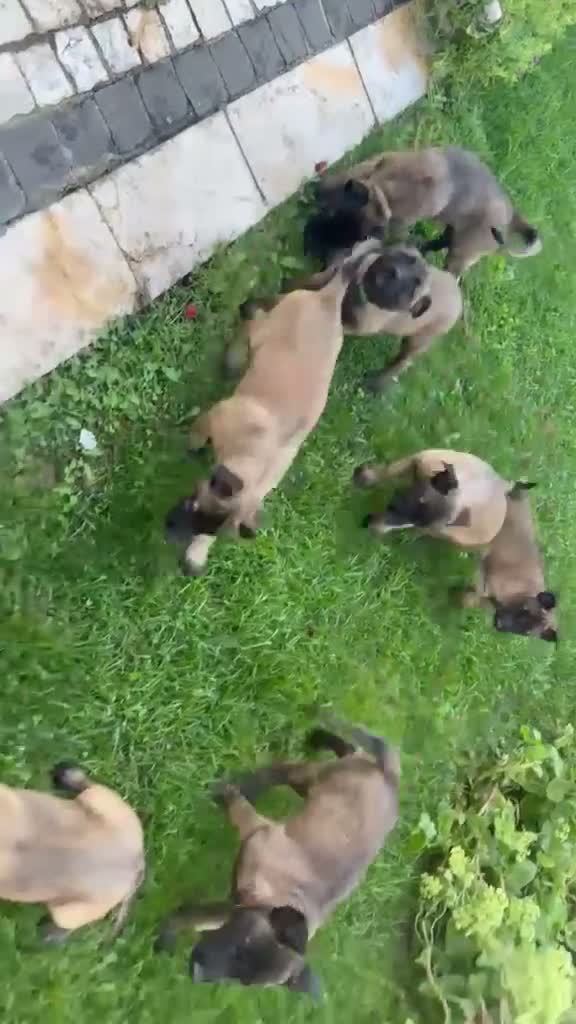 Pastore Belga cani in vendita: Femmine Pastore Belga Malinois - Video 3