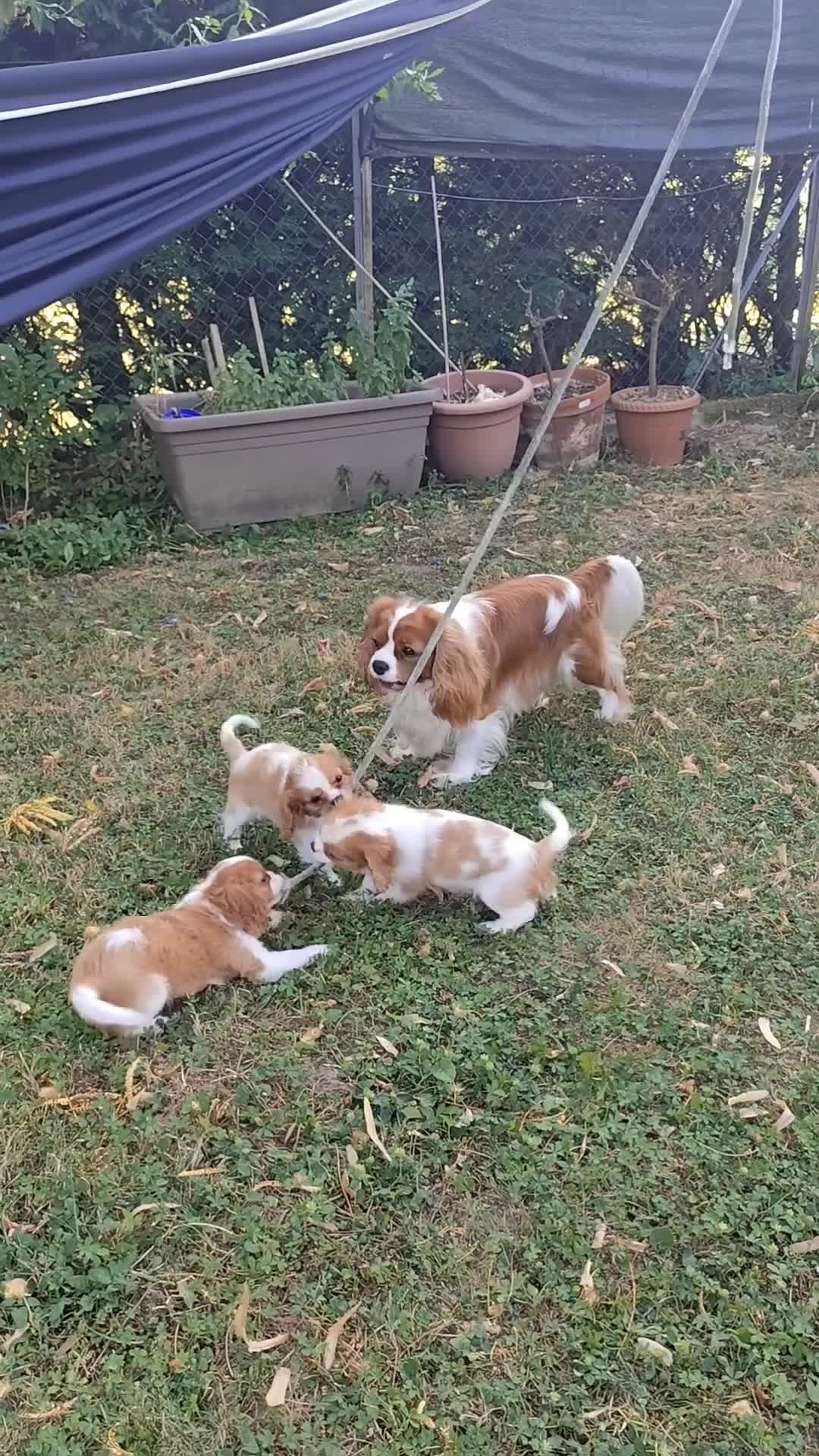 Cavalier King cani in vendita: Cucciolata Cavalier King - Video 3