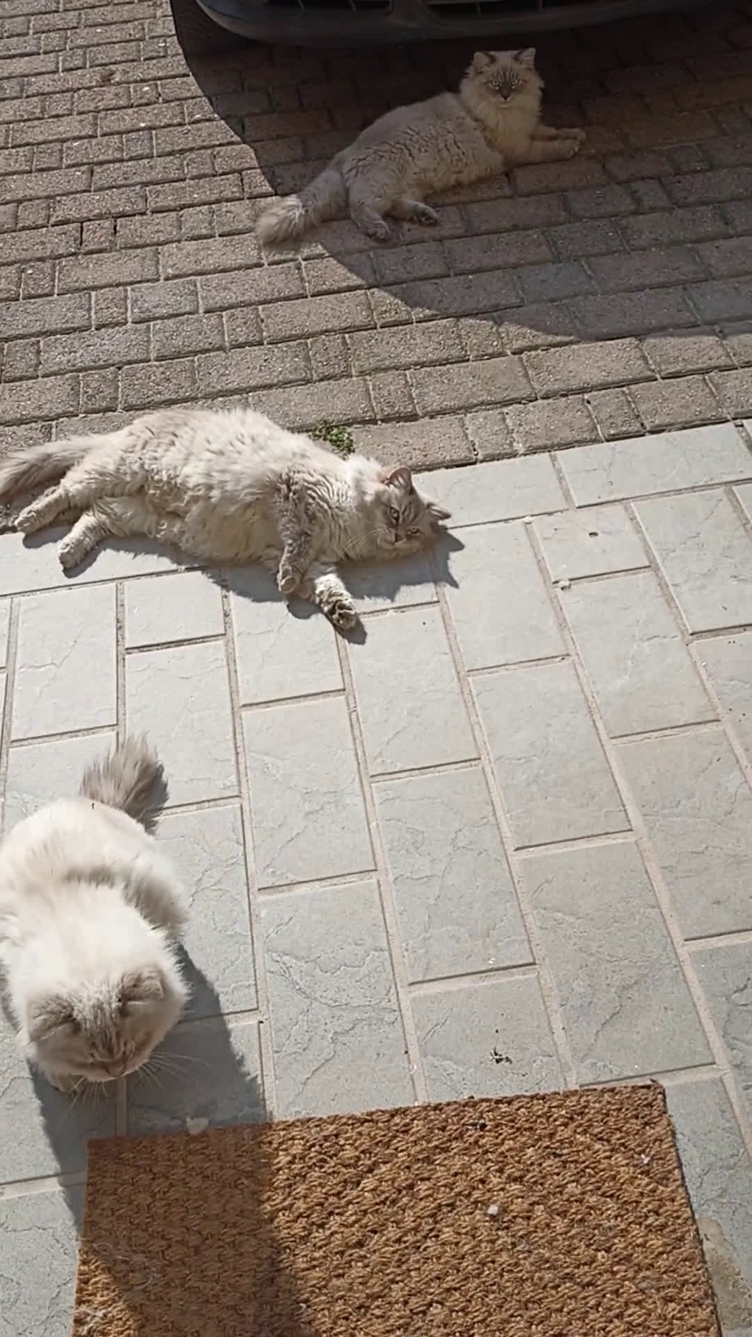 Siberiano gatti in vendita: Gatti siberiani  - Video 2