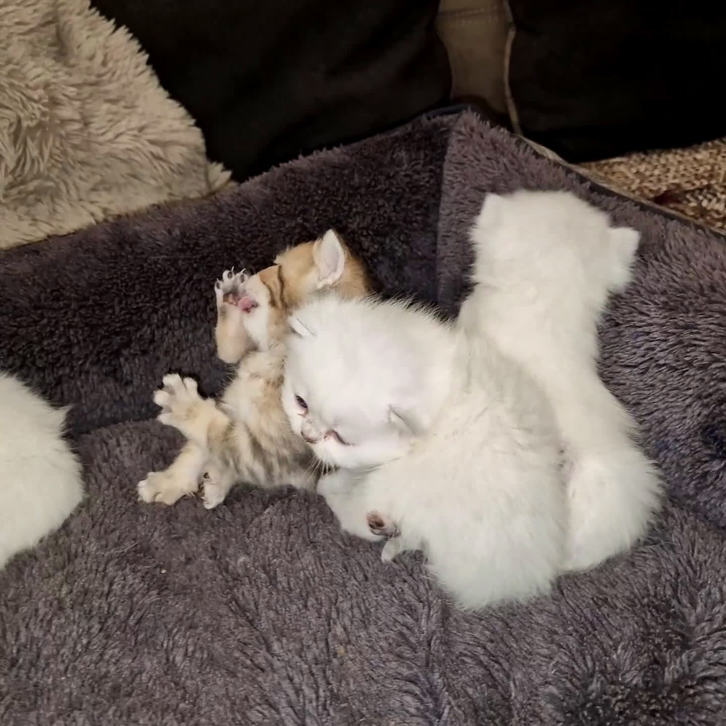 British gatti in vendita: British shorthair e longhair  - Video 2