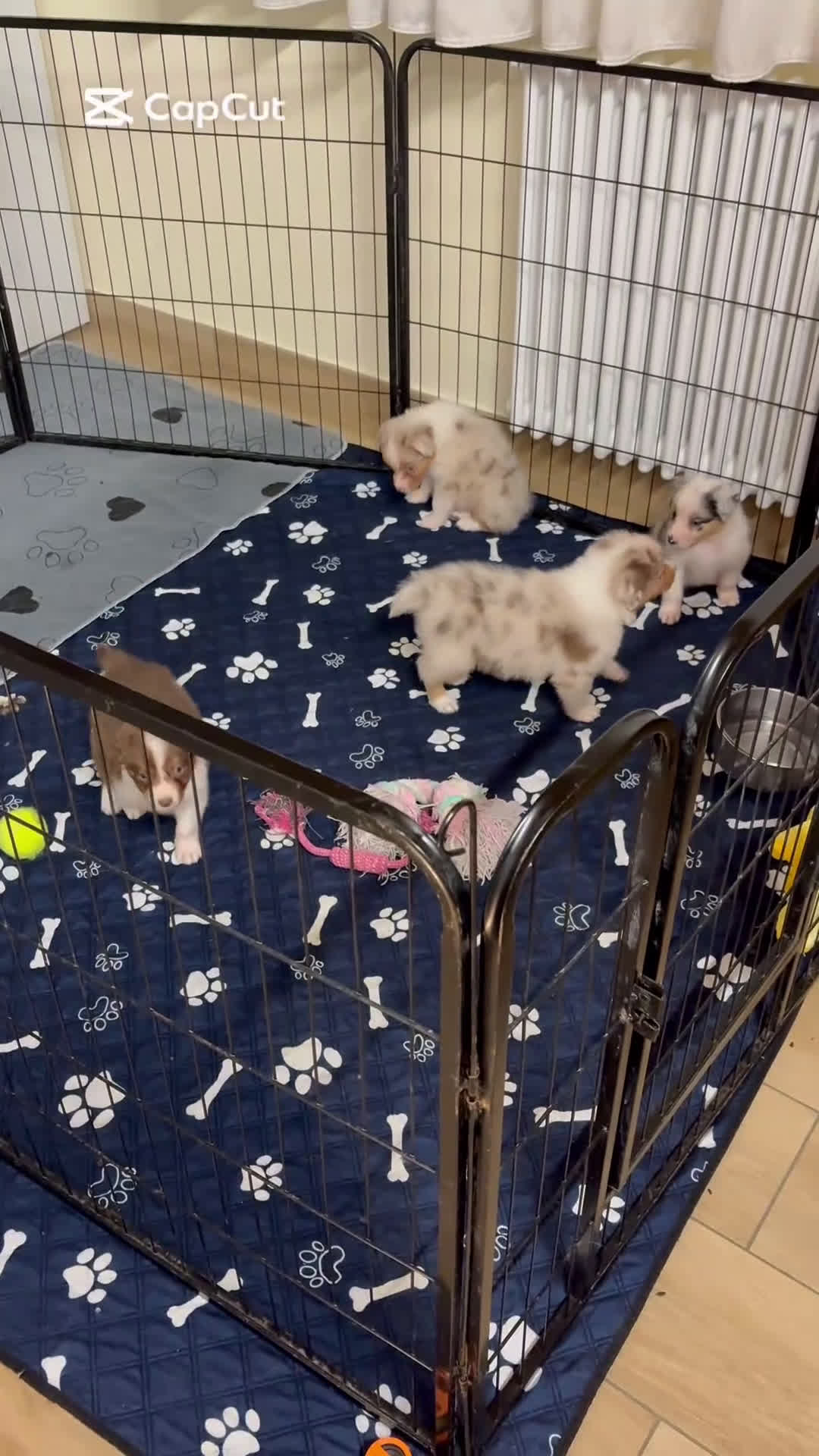 Australian Shepherd cani in vendita: Aussie - Video 1