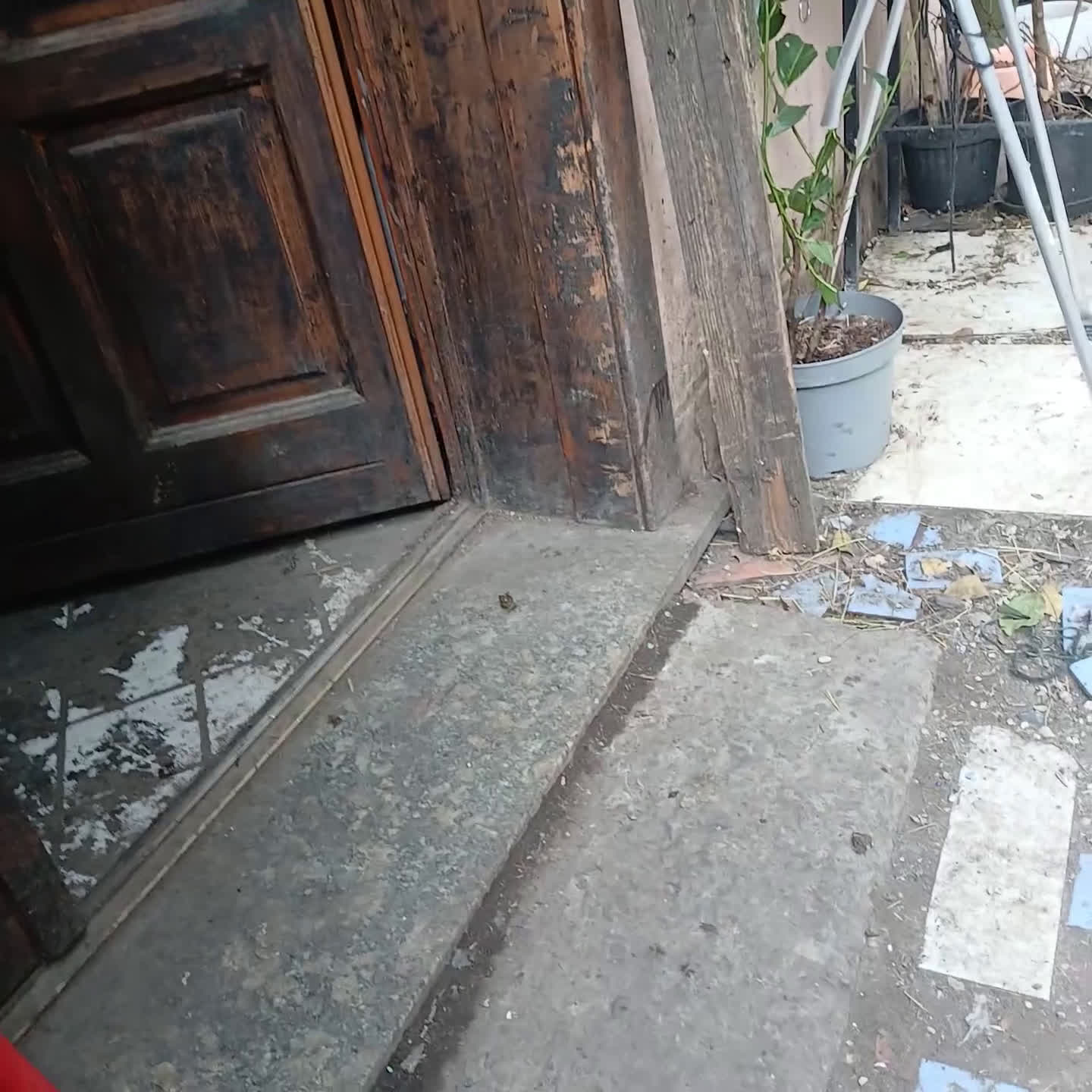 Australian Shepherd cani per accoppiamento: pastore australian della lessinia - Video 1