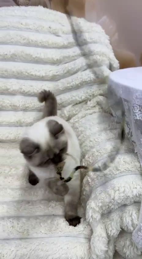 Scottish gatti in vendita: Scottish straight  - Video 1