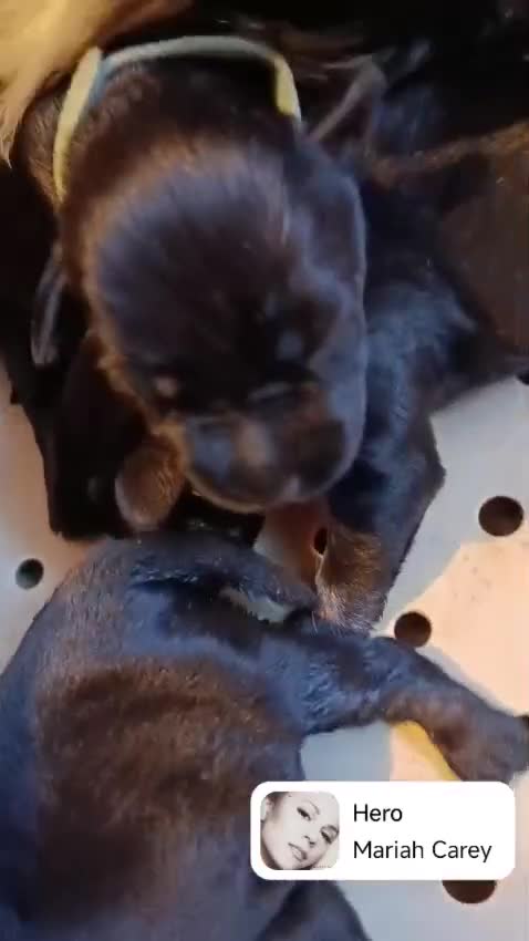 Mini Schnauzer cani in vendita: Cuccioli di Schnauzer nano Nero Argento  - Video 1