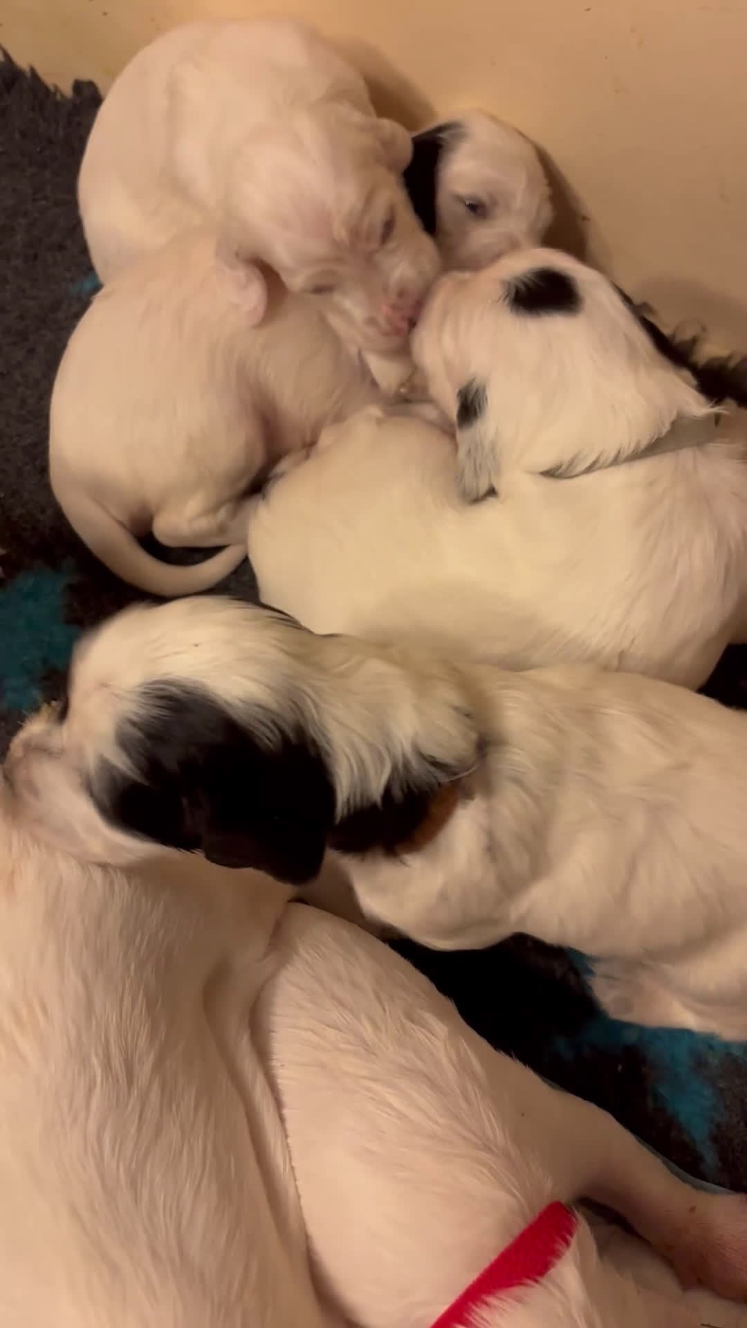 Setter Inglese cani in vendita: Setter inglese  a Provincia della Spezia - Video 1