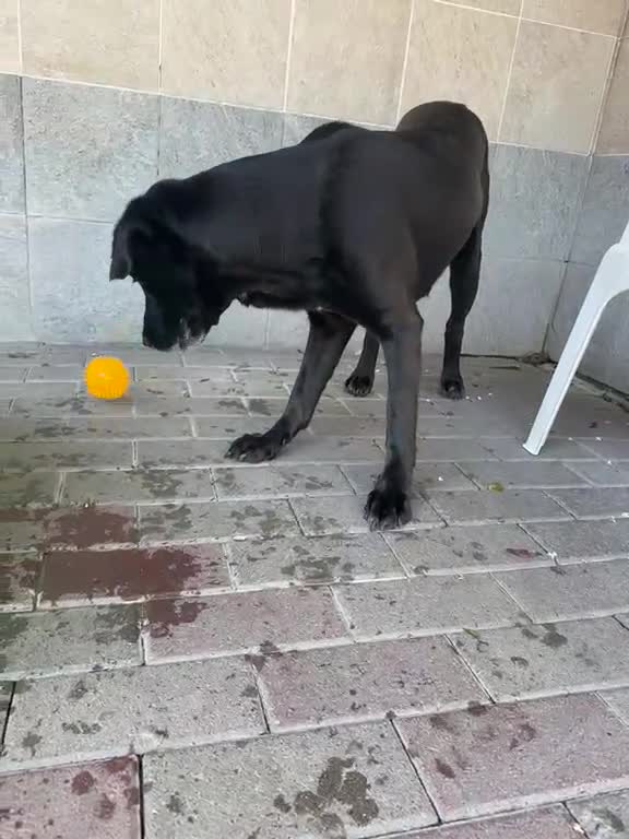 Meticcio cani in regalo: ELIJA LABRADOR - Video 2