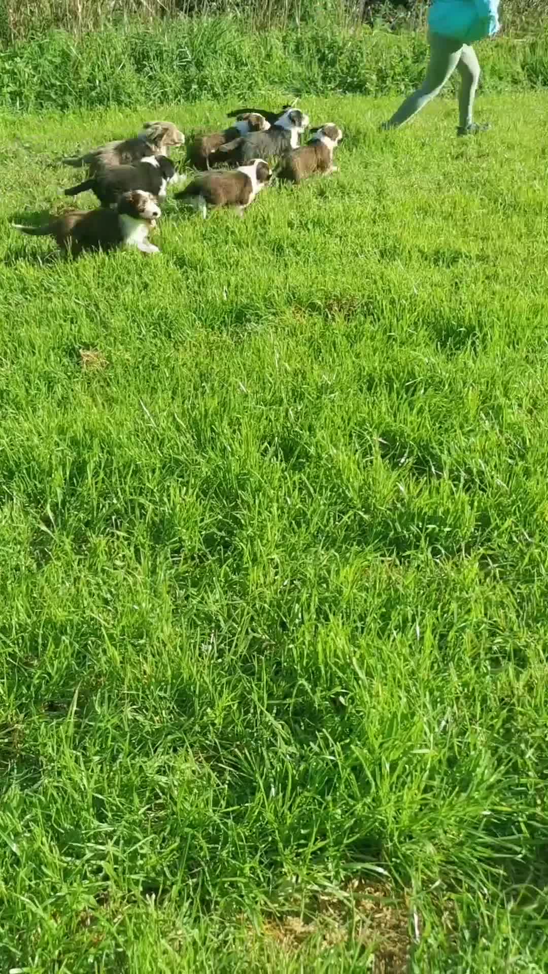 Bearded Collie cani in vendita: Bearded Collie cuccioli  - Video 5