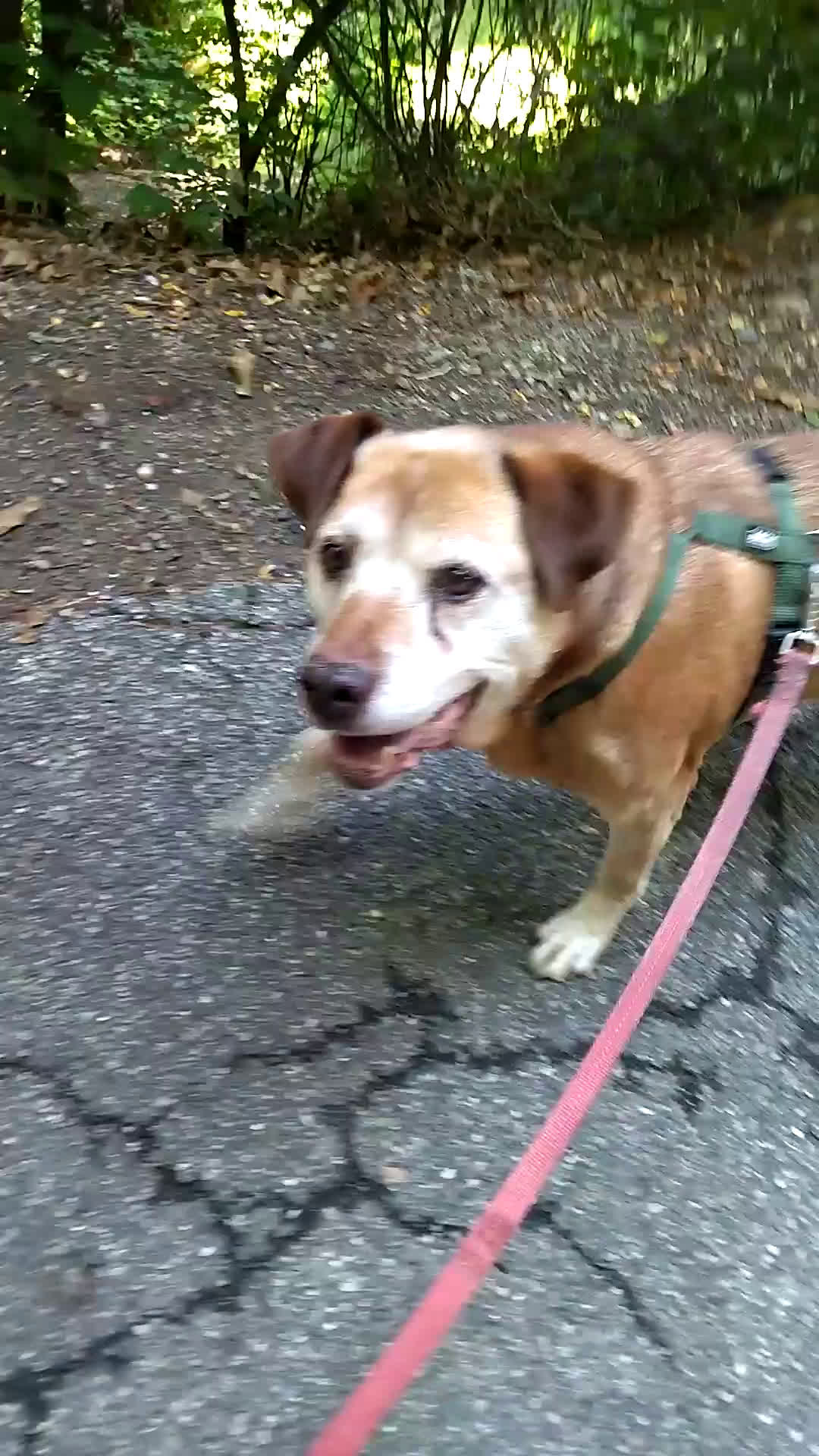 Meticcio cani in regalo: CAGNOLONE ANZIANO - Video 1
