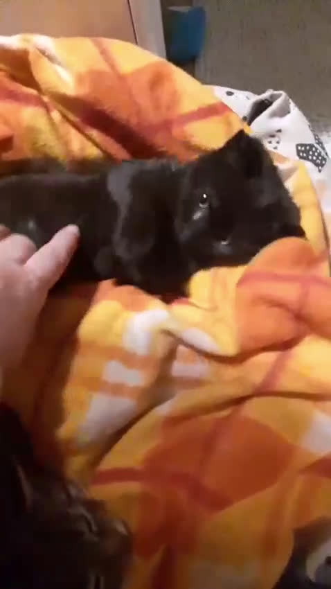 Europeo gatti in regalo: MYO e AMY DUE AMORI DI GATTINI - Video 1