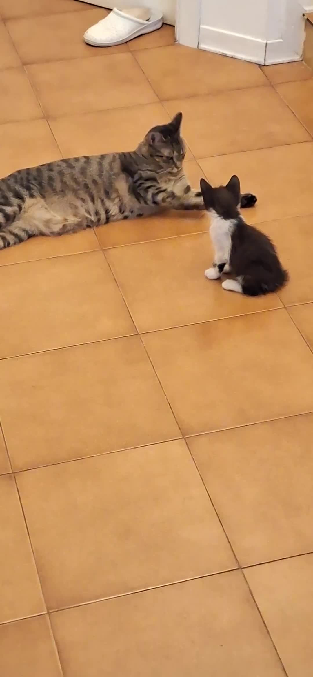Meticcio gatti in regalo: Cedo in adozione gattino a Provincia di Chieti - Video 1