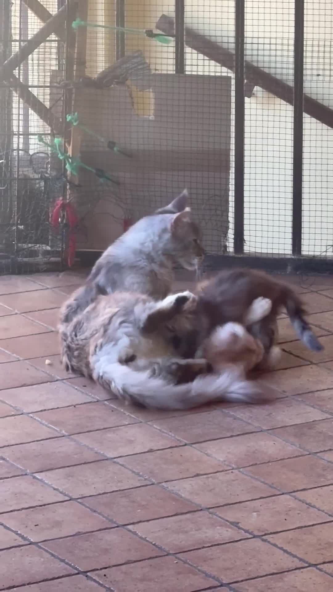 Maine Coon gatti in vendita: Bellissimi MAINE COON pagabili in 3 rate - Video 1