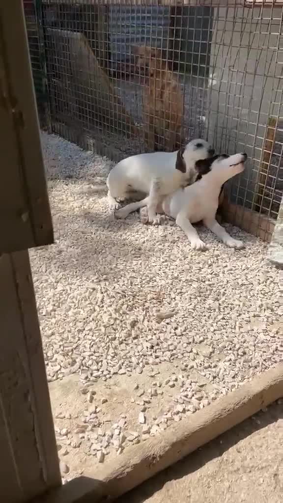 Meticcio cani in regalo: CHI ADOTTA SELENE? - Video 2
