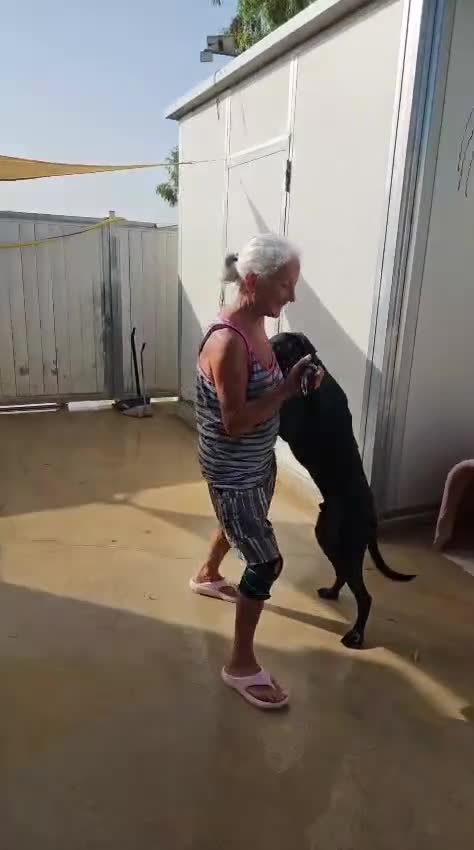 Meticcio cani in regalo: Massy: cucciolone incrocio bracco dolcissimo  - Video 2