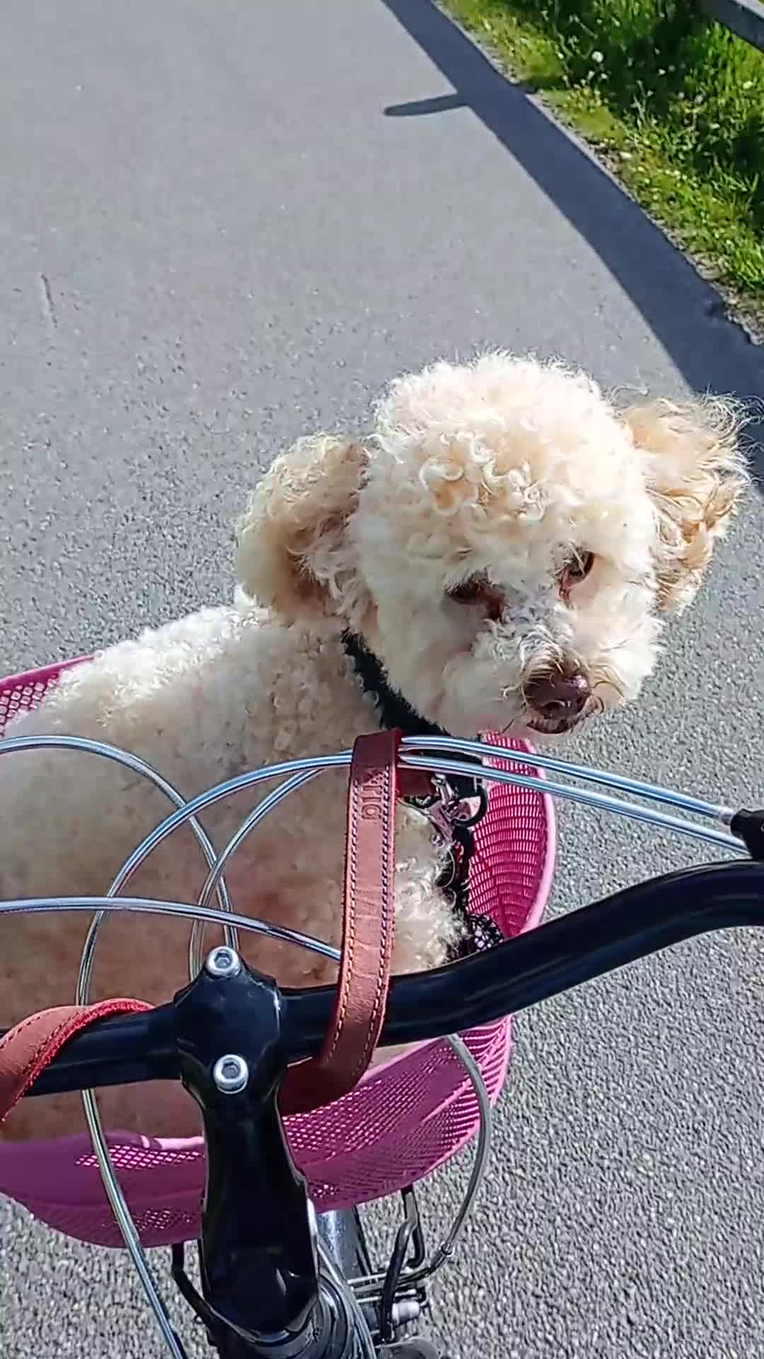 Barboncino Toy cani per accoppiamento: Disponibile barboncino toy per monta a Provincia di Bergamo - Video 2