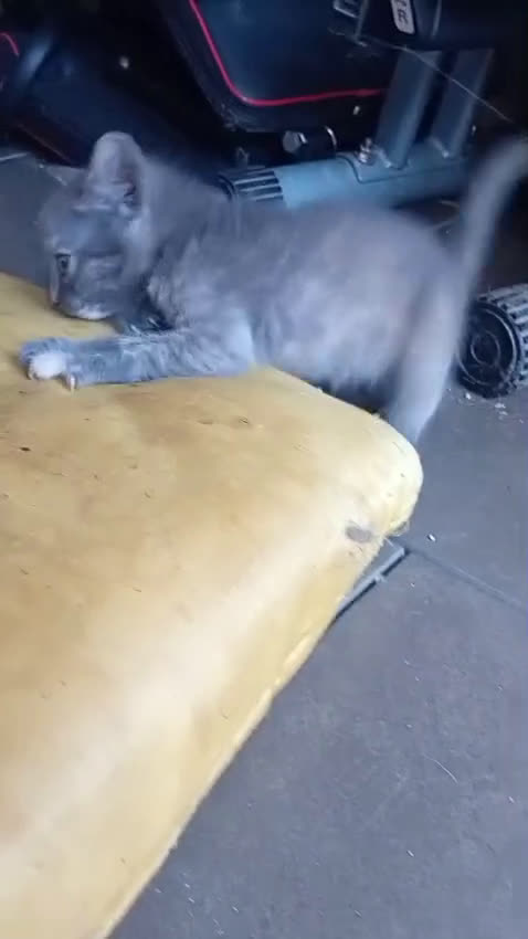 Burmese gatti in regalo: LA SPLENDIDA TEMPESTA - Video 2