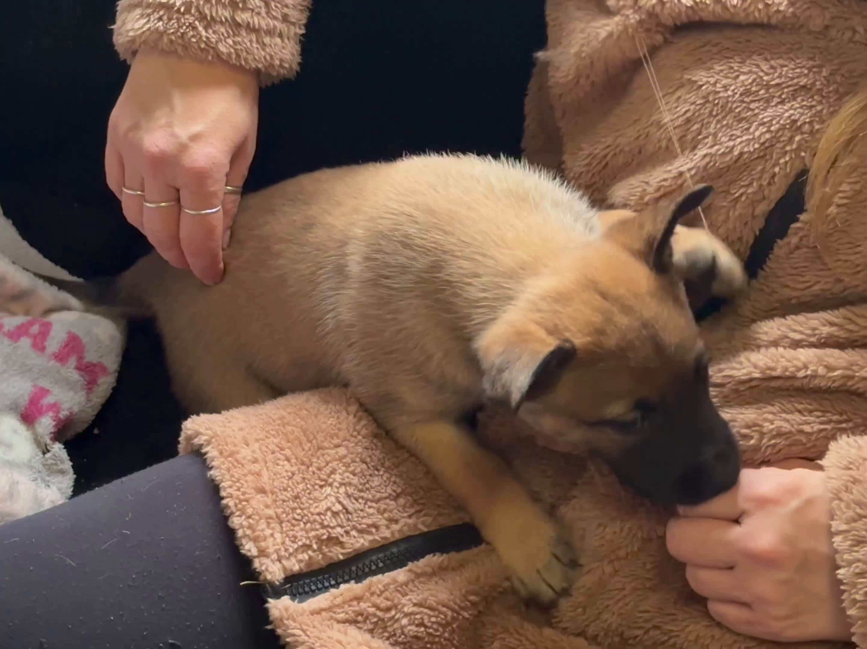 Pastore Belga cani in vendita: Cuccioli pastore belga Malinois  - Video 1