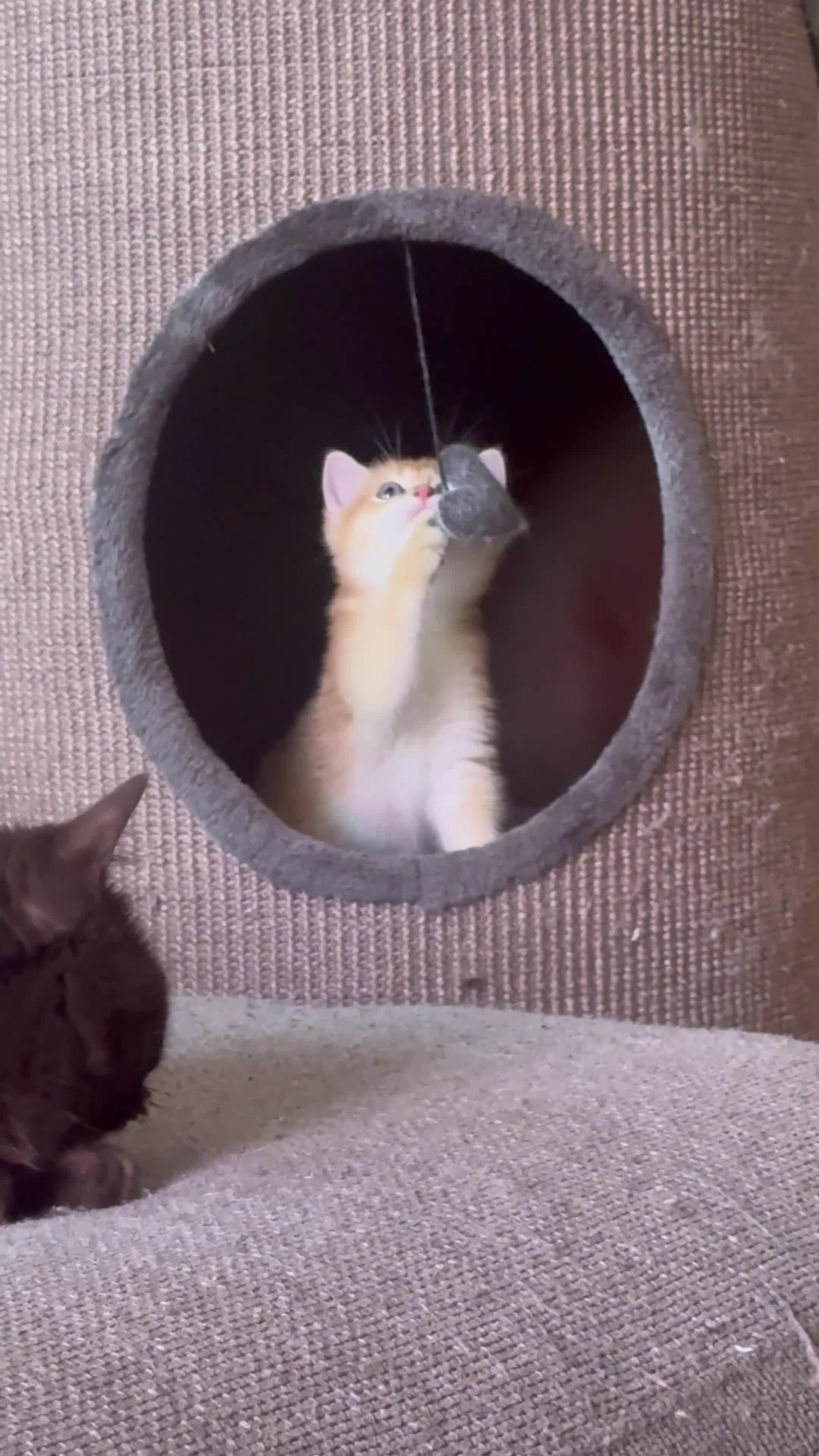 Scottish gatti in vendita: Cuccioli Scottish Straight Golden Pedigree ENFI a Città metropolitana di Milano - Video 3