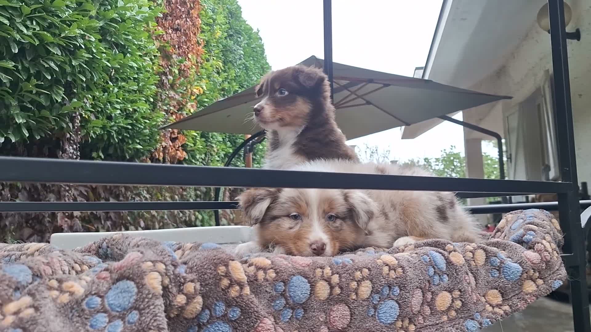 Australian Shepherd cani in vendita: cuccioli pastore australiano  - Video 1