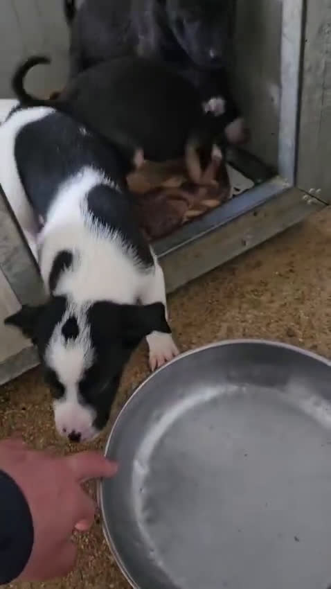 Meticcio cani in regalo: Stromboli: 2 mesi taglia contenuta  - Video 3
