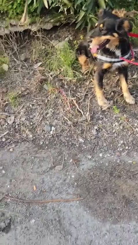 Meticcio cani in regalo: ZARA cagnolina taglia media - Video 1