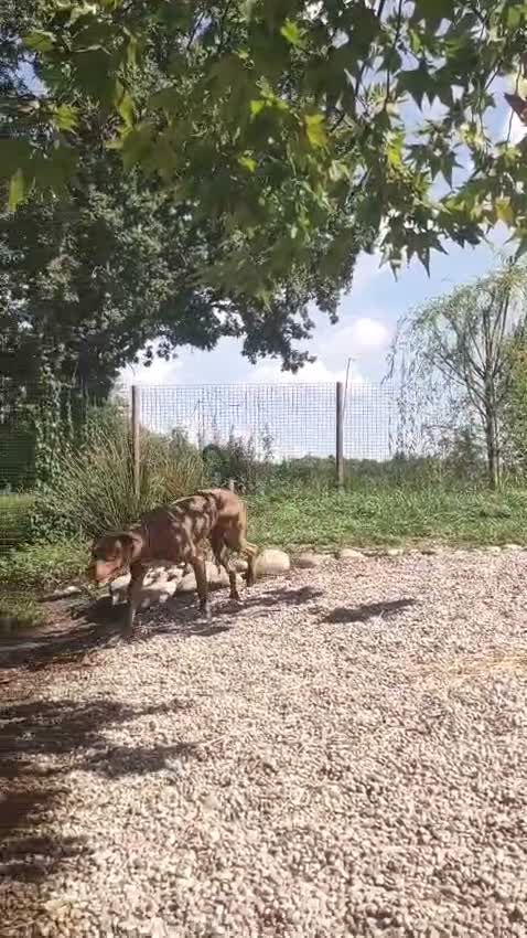 Pitbull cani in regalo: Zoro, splendido Pitbull Red Nose - Video 1