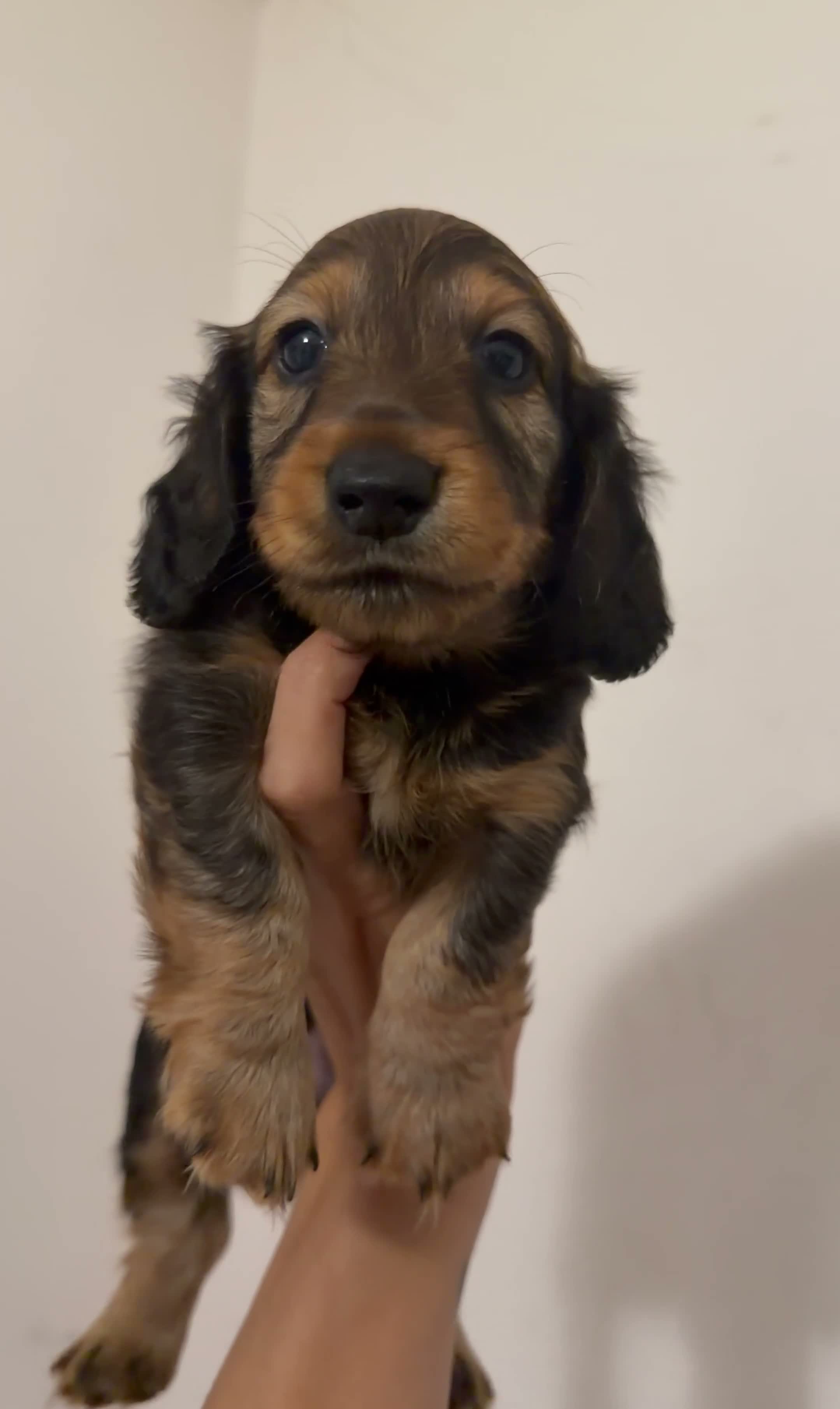 Bassotto cani in vendita: Bassotto a pelo lungo  - Video 1