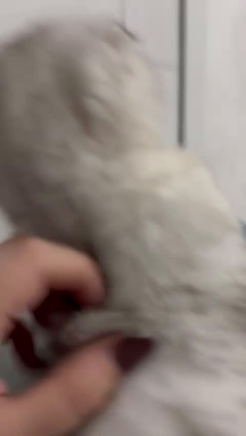 Scottish gatti in vendita: Cucciola scottish fold  - Video 2