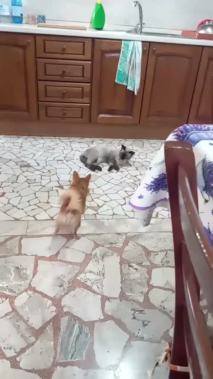 Chihuahua cani per accoppiamento: Cerco fidanzata - Video 1
