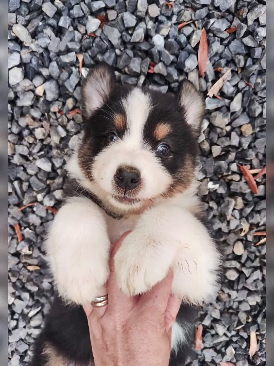 Australian Shepherd cani in vendita: Disponibili cuccioli australian shepherd a Provincia di Savona - Video 1