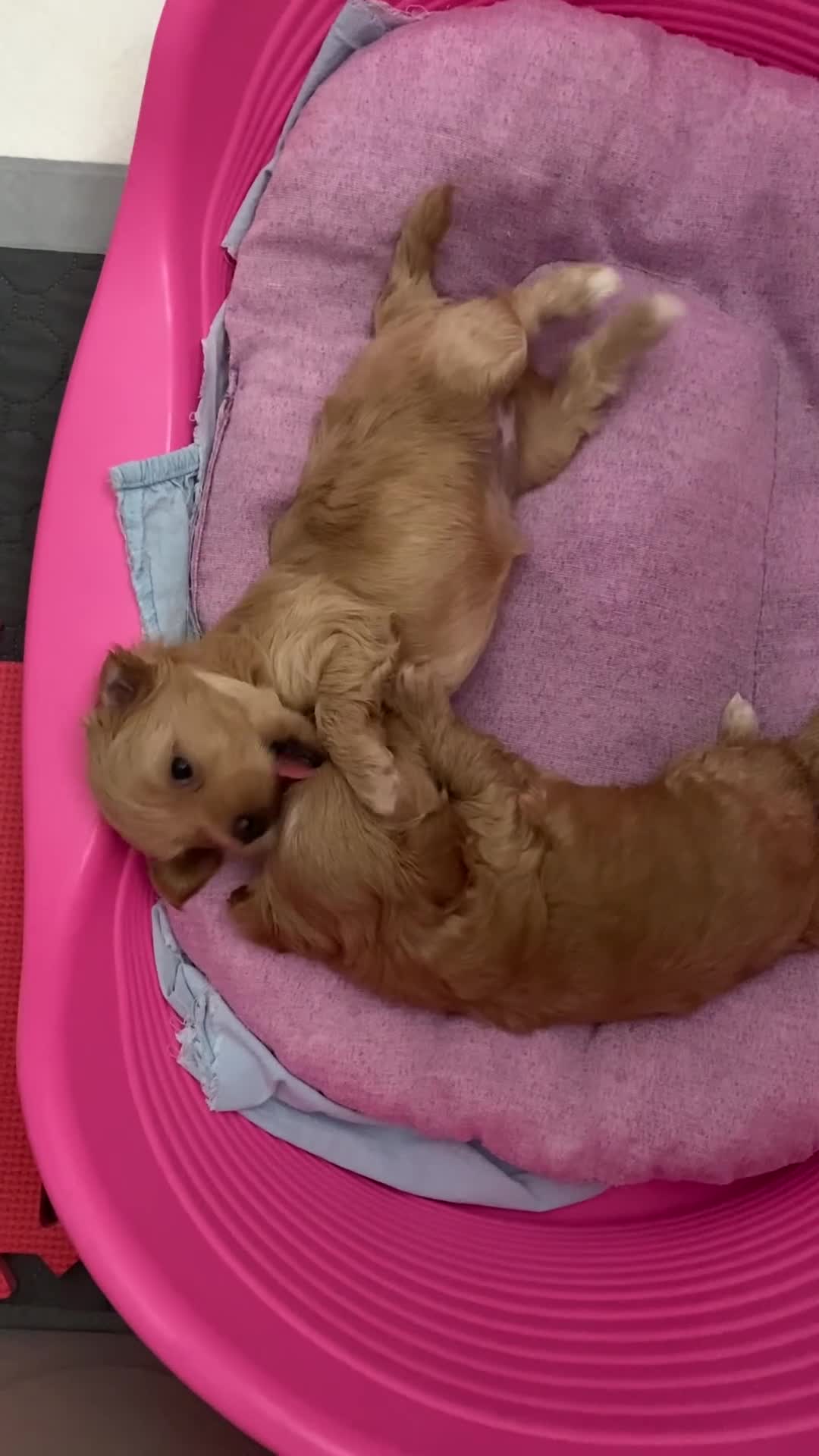 Maltipoo cani in vendita: Cuccioli maltipoo a Provincia di Verona - Video 1