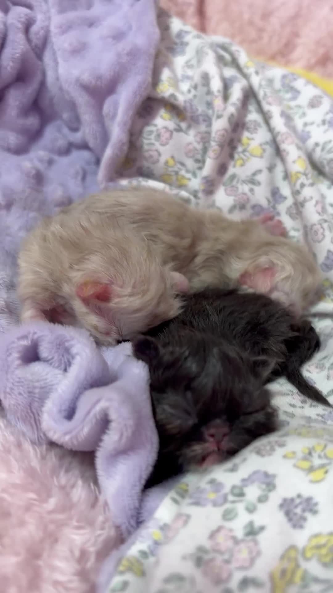 Persiano gatti in vendita: bellissima cucciolata persiana a Provincia di Ancona - Video 3