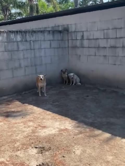 Meticcio cani in regalo: MONA abbaia x vincere la paura a Città Metropolitana di Torino - Video 1