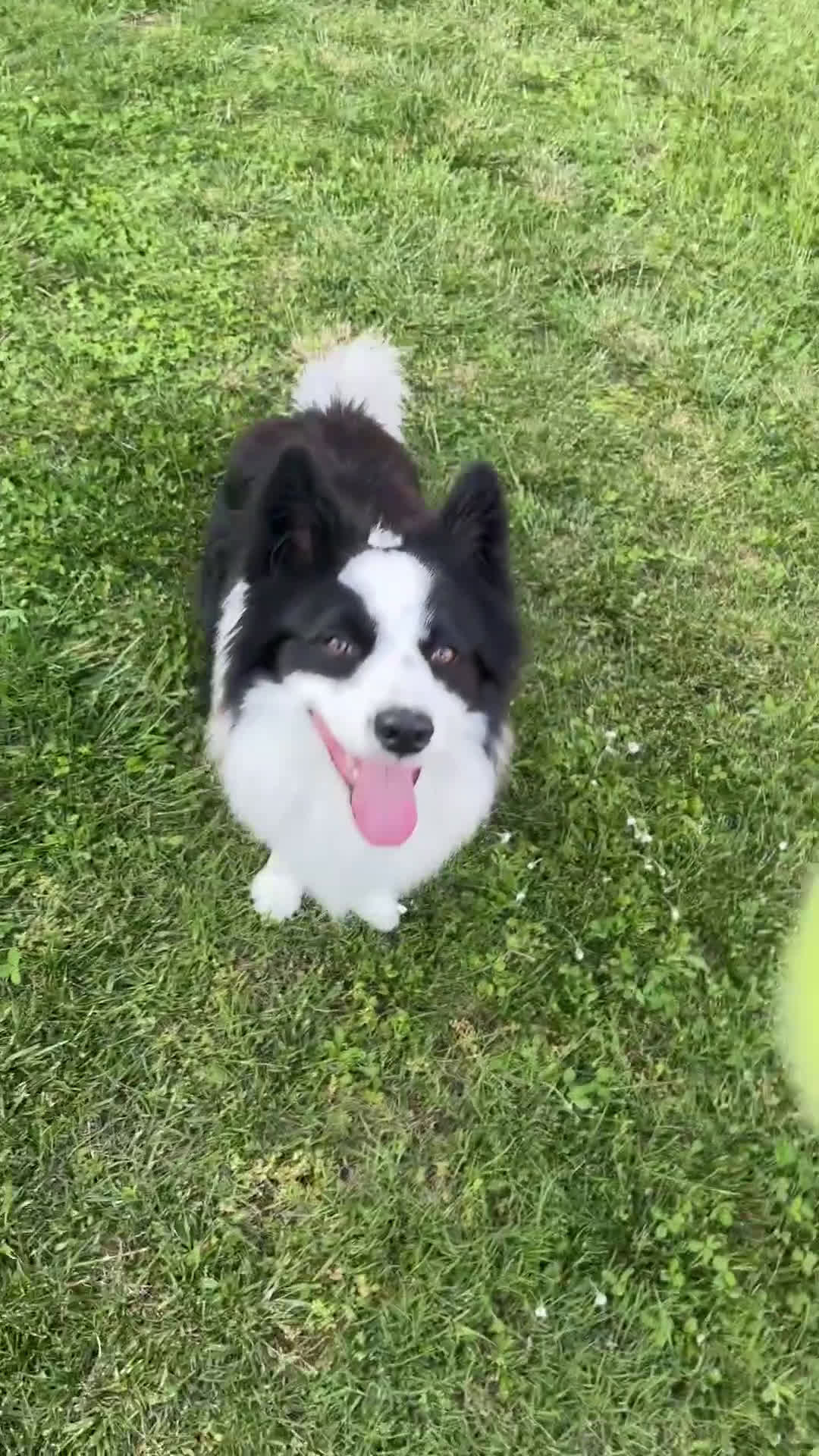 Border Collie cani per accoppiamento: Cerco fidanzata per accoppiamento! a Provincia di Varese - Video 1