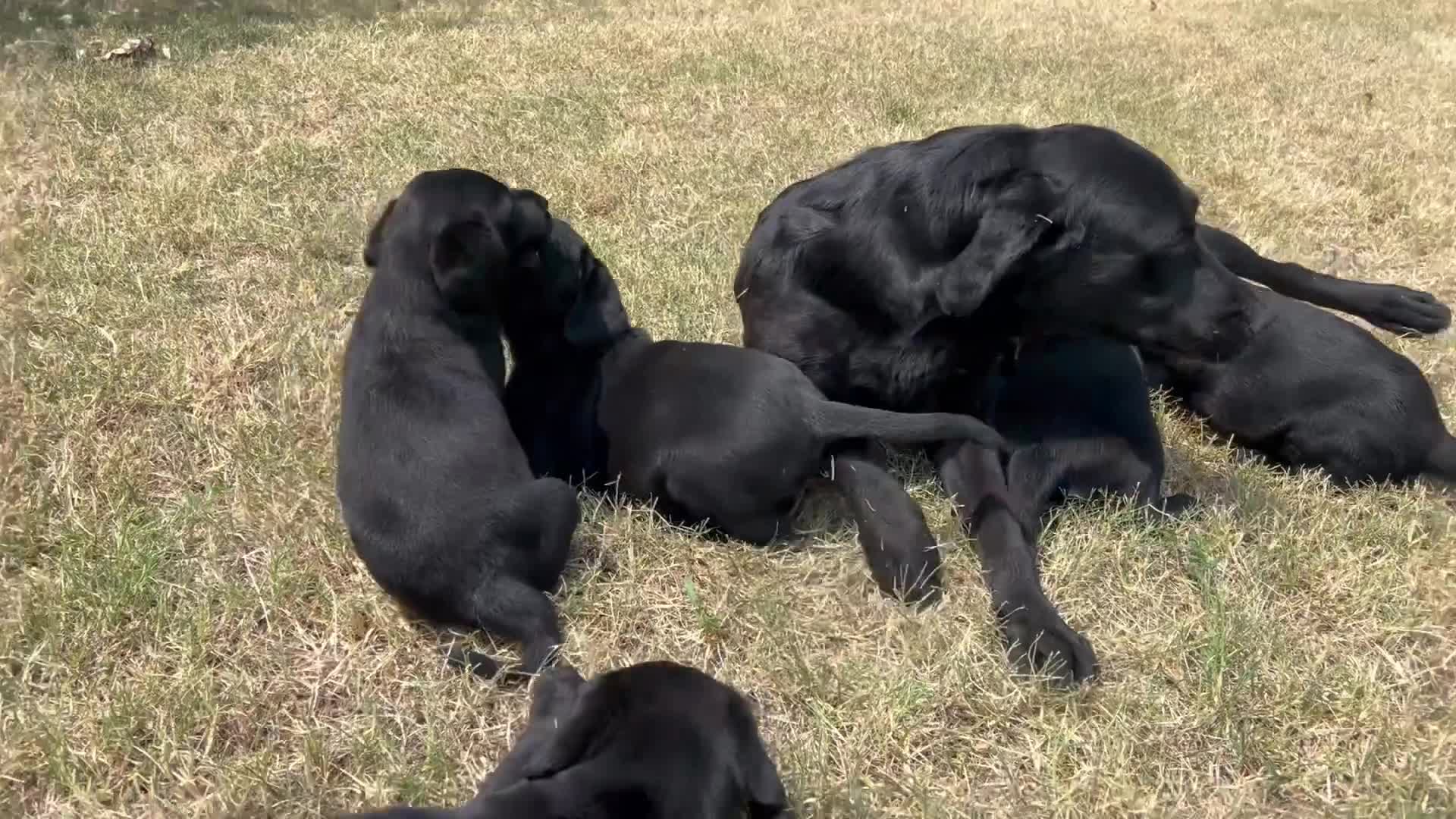 Labrador cani in vendita: Labrador linee lavoro a Provincia di Brescia - Video 1
