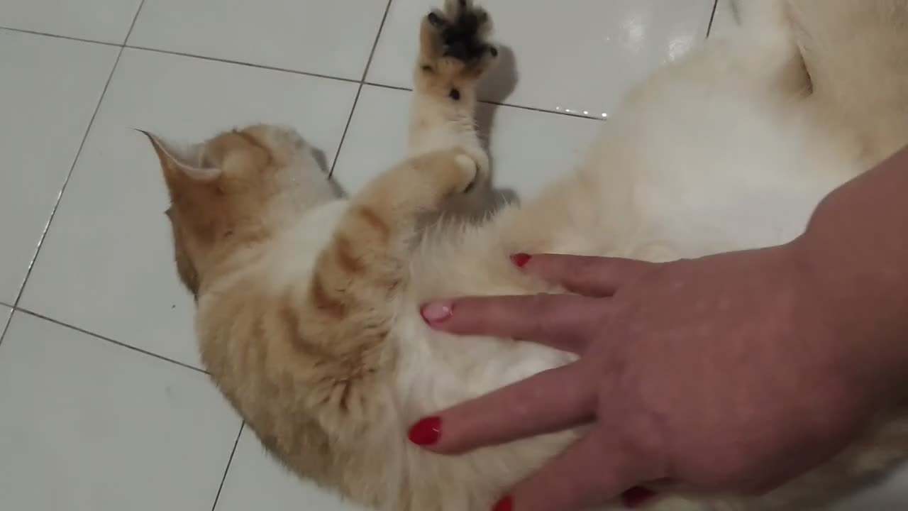 Scottish gatti in vendita: Cuccioli Scottih Straight  a Provincia di Pordenone - Video 1