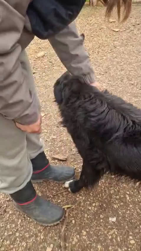 Meticcio cani in regalo: Sansone, il cane ideale - Video 2