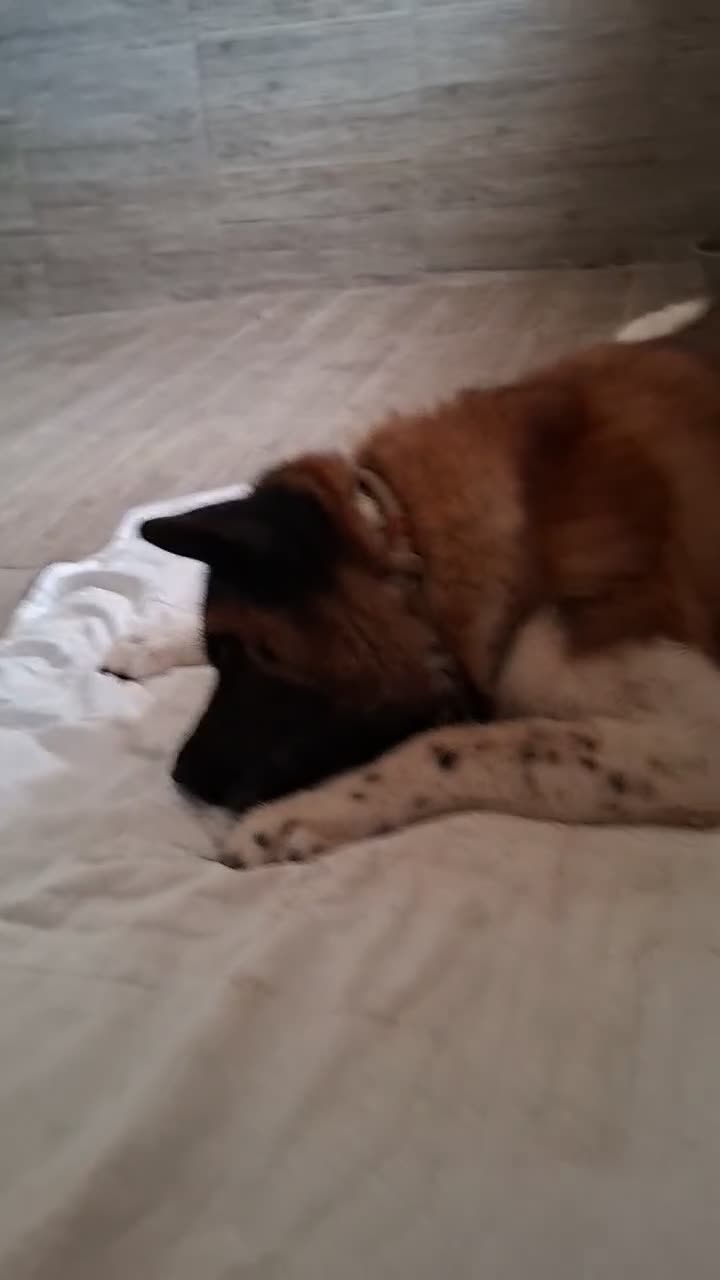 Akita Americano cani in regalo: Sasha ex fattrice a Provincia di Modena - Video 2