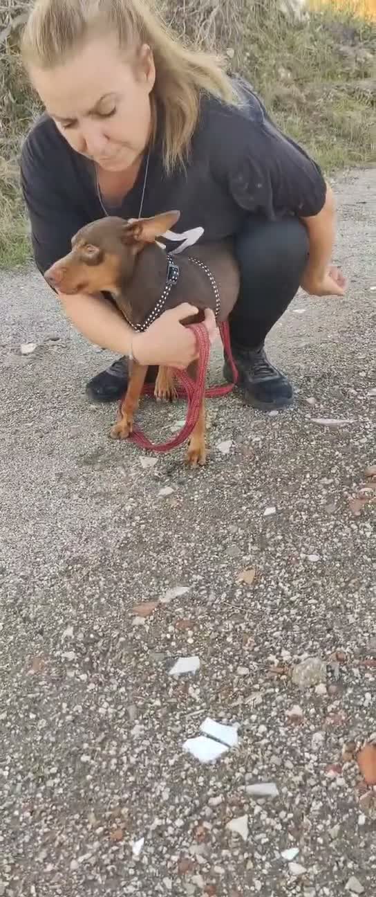 Pinscher Tedesco cani in regalo: Aron: 2 anni, 4 kg, socievole  - Video 2