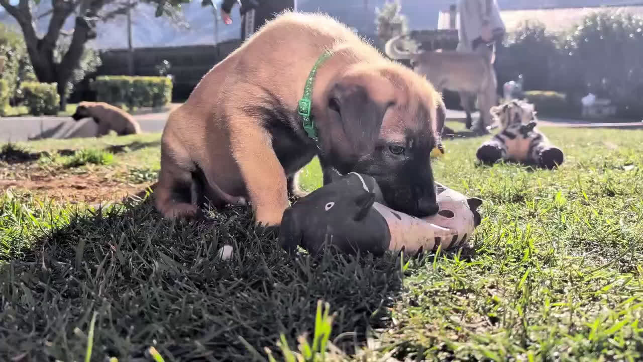Pastore Belga cani in vendita: Cuccioli pastore belga Malinois  - Video 1