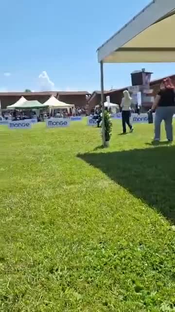 Rottweiler cani in vendita: Cuccioli Rottweiler - Video 1