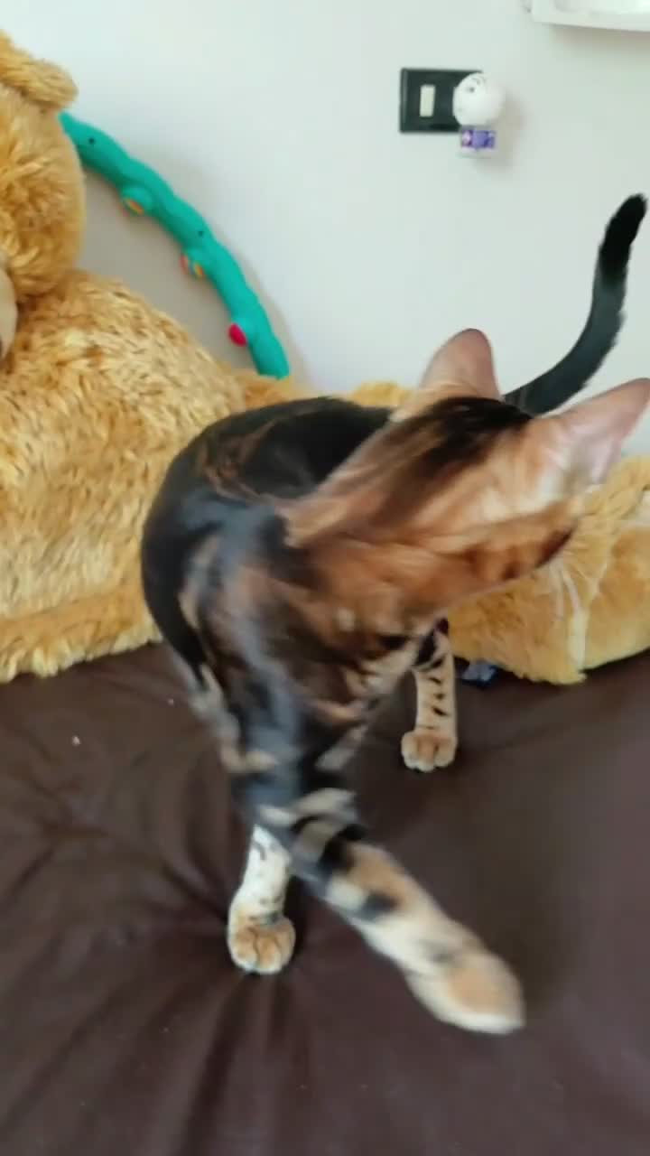 Bengala gatti in vendita: Maschio di Bengala Marble  a Provincia di Rimini - Video 1