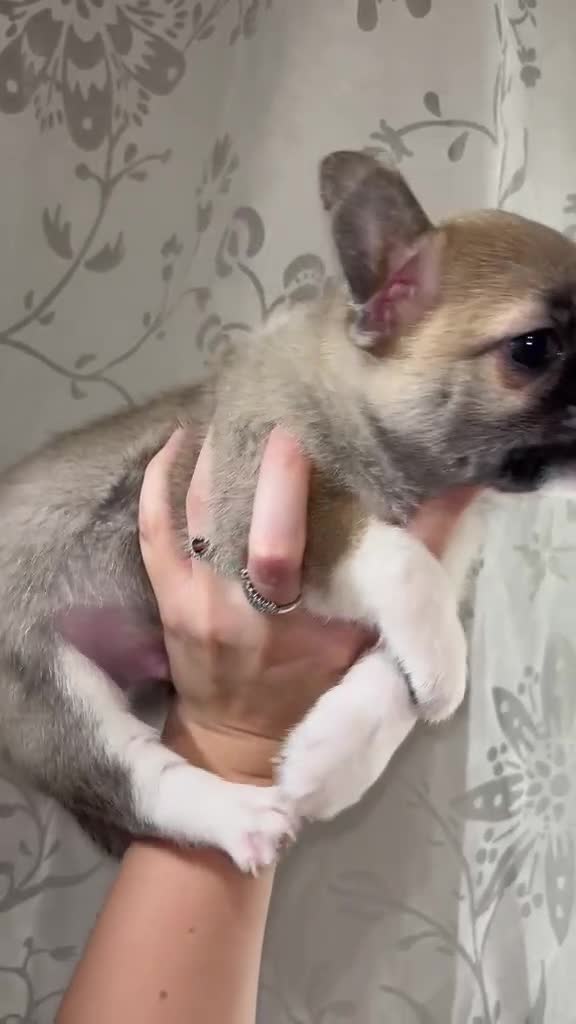 Chihuahua cani in vendita: chihuahua  a Città metropolitana di Milano - Video 2