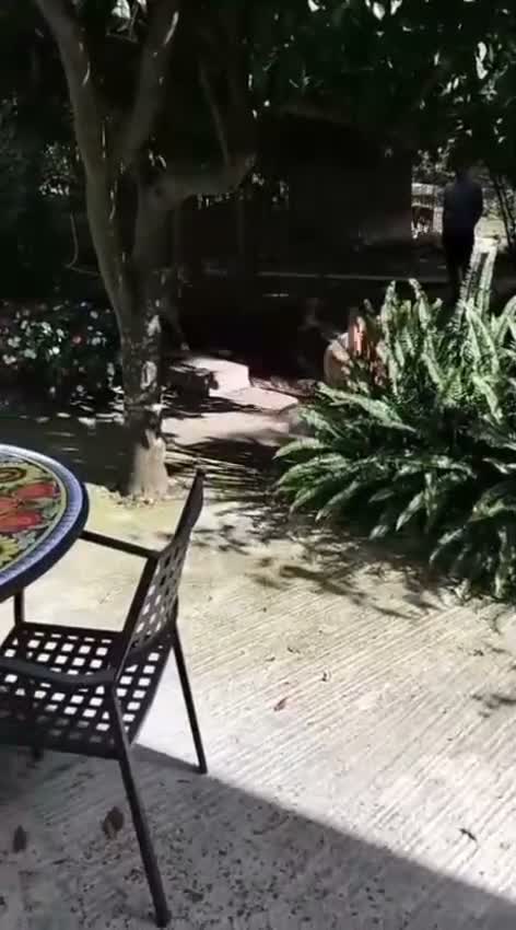Akita Inu cani in vendita: Akita a Città metropolitana di Messina - Video 1