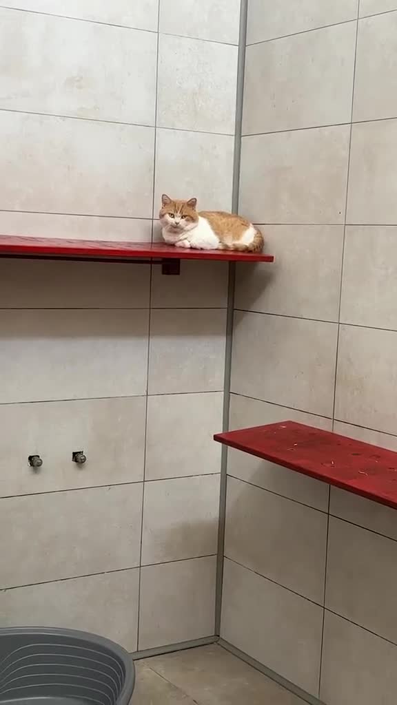 British gatti in regalo: Chiusura allevamento  - Video 1