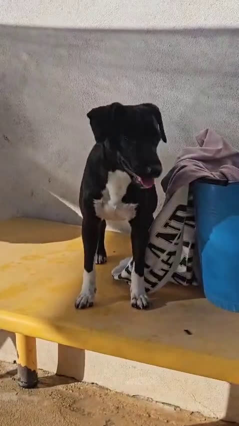 Meticcio cani in regalo: Beatrice: cucciolotta taglia contenuta socievole  a Città Metropolitana di Genova - Video 3