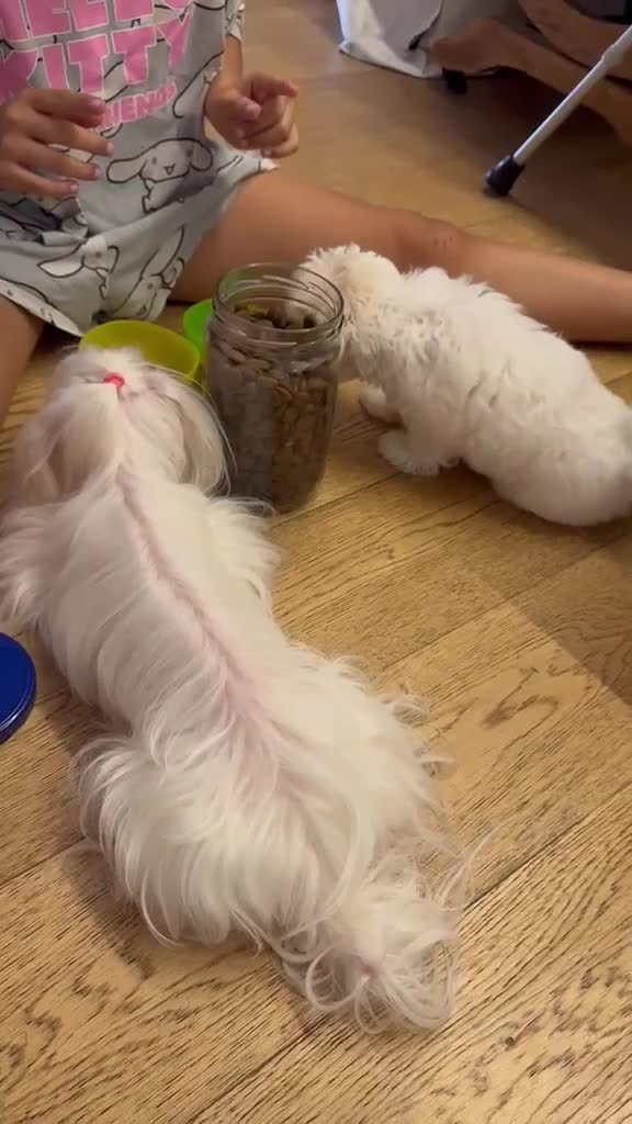Maltese cani in vendita: Maltese MiniToy  - Video 2