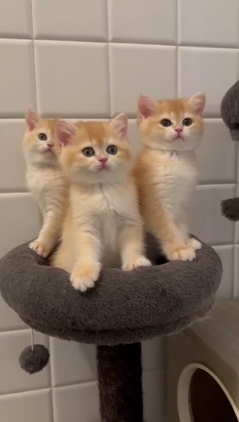 British gatti in vendita: British Shorthair golden ny12 - Video 1